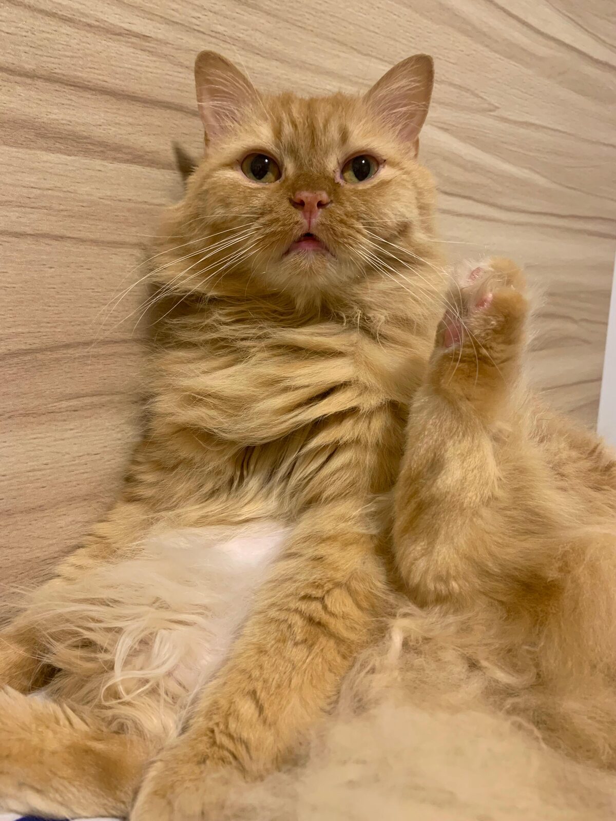 A cat waving its paw
