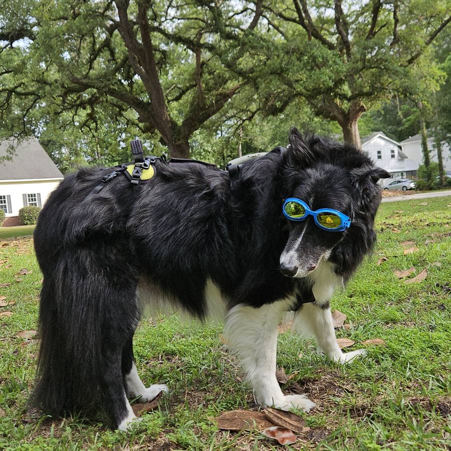 Finley — the dog who inspired this initiative