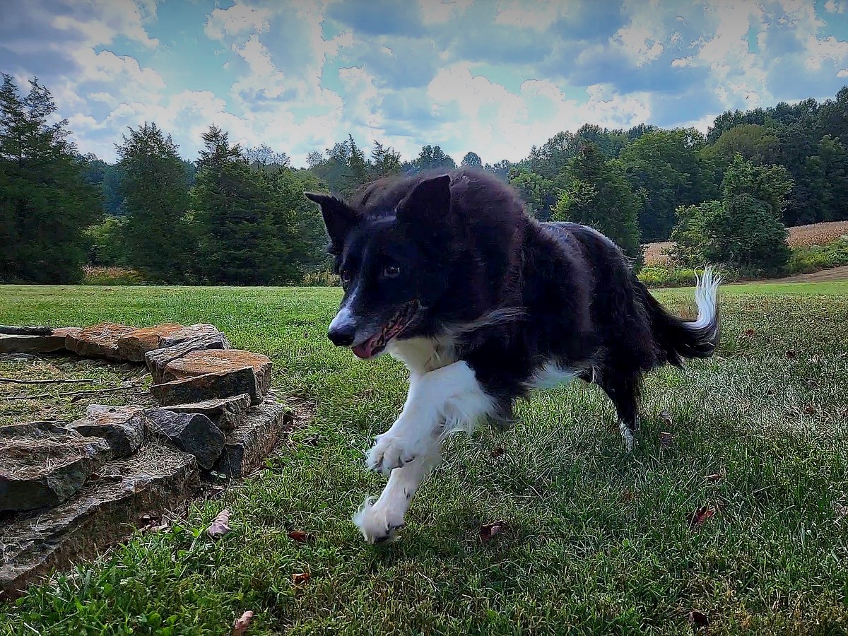 Finley, the Border Collie who inspired the Canine Stroke Foundation, running at full stride across an open green field